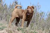 SHAR-PEI 546